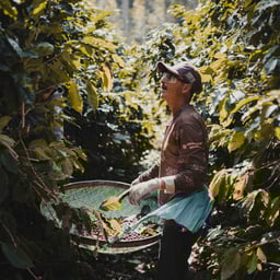 Colheita de café